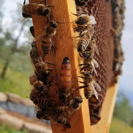 Al Podere Dei Nonni Κατάλυμα σε φάρμα